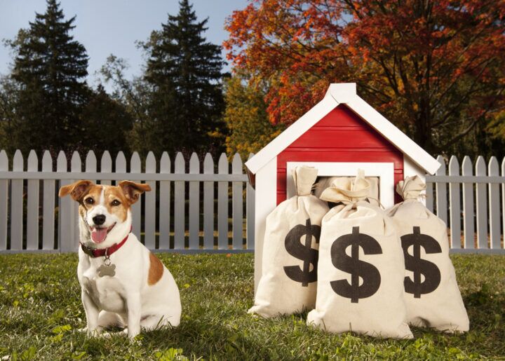 Illustratie bij: Hoeveel kost een hond nou echt?
